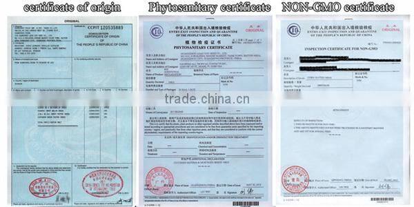 MCO05 Nuo high production sweet corn seeds hybrid, waxy corn seeds