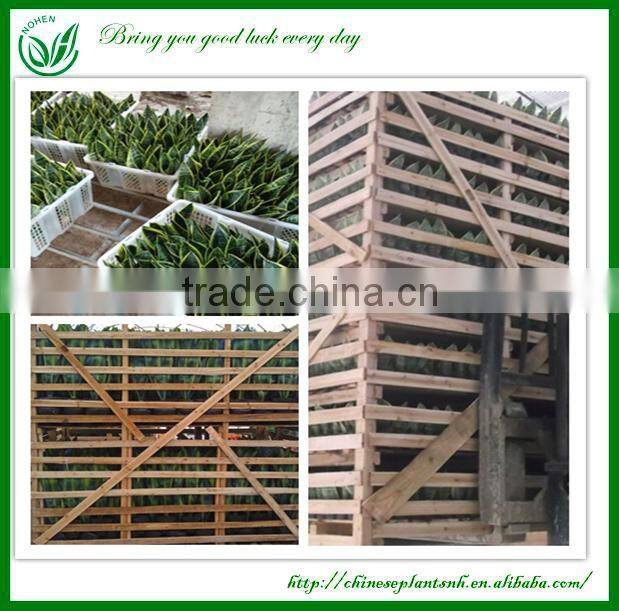 Sansevieria Live Bonsai Tree