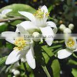 India's No. 1 Neroli Essential Oil
