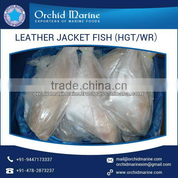 Excellent Quality High Protein Pleasing Flavor Frozen Leather Jacket Fish