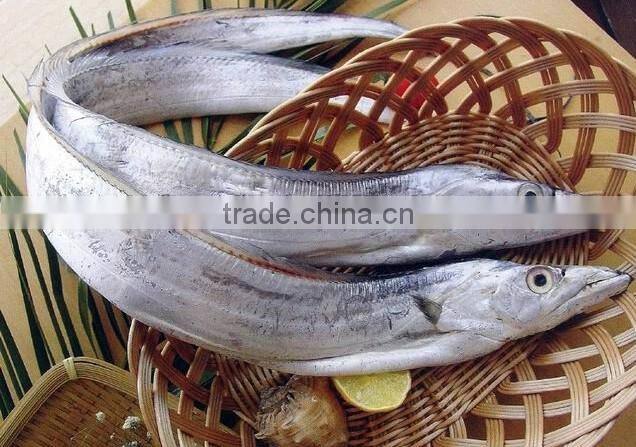 high quality A grade ribbon fish whole and round