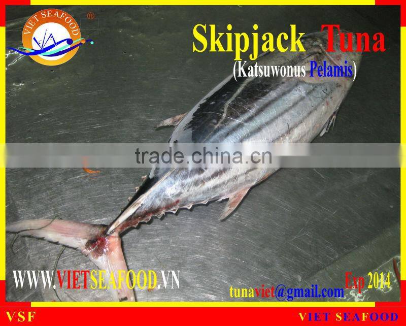 FROZEN W/R SKIPJACK TUNA