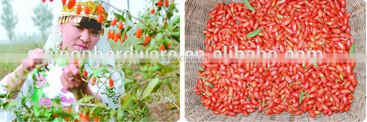 Super Goji for Health and Beauty with organic