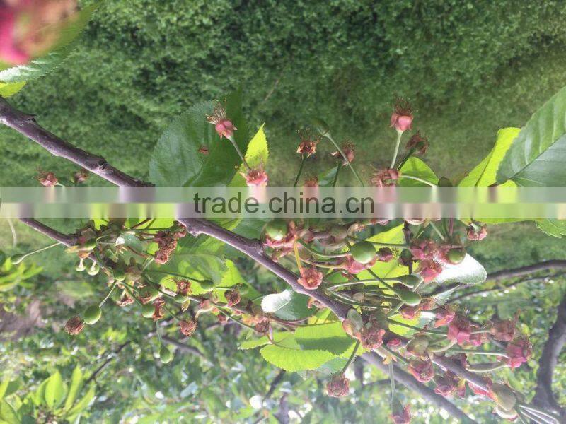 bagged 18 degree sugar content of china fresh cherries