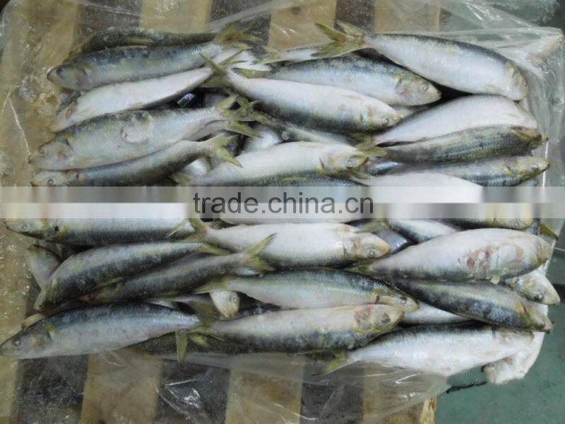 Frozen Sardine Fish For Bait And Canning