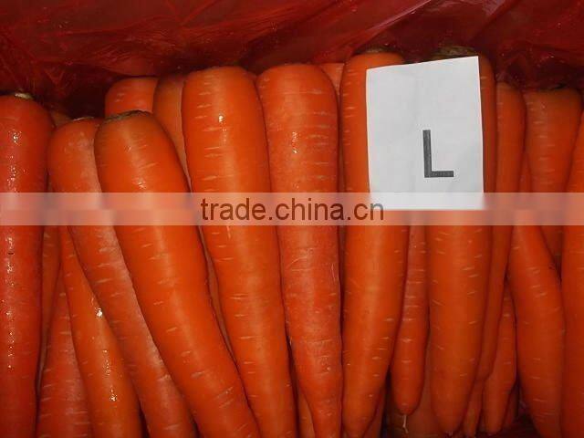 red carrot of 2014 fresh product(rich in nutrition)