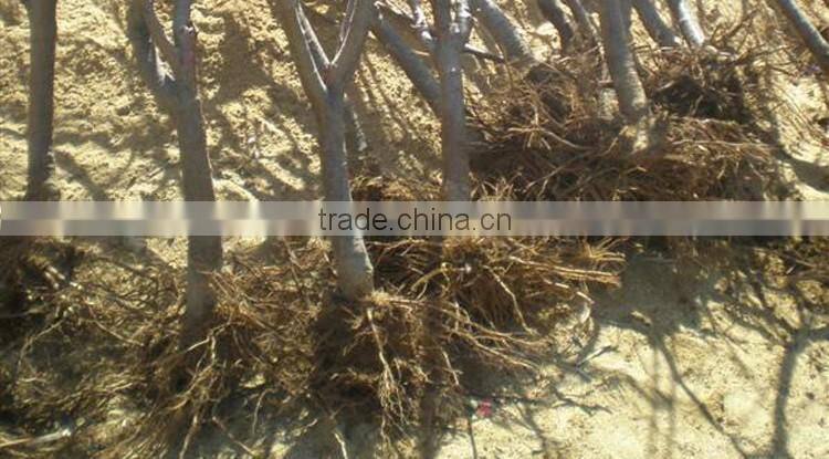 Cherry tree seedling