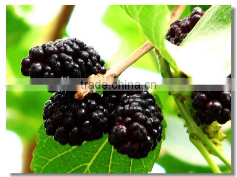 Certified Chinese herbal extract healthy Mulberry Fruit Powder juice powder /Morus alba fruit powder for Food and Beverage