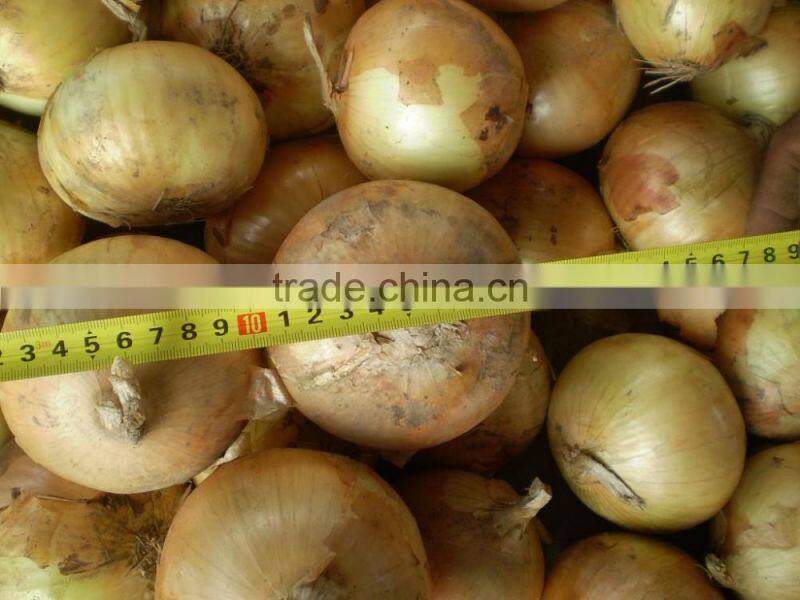 Golden Supplier China Wholesale Onion with low price