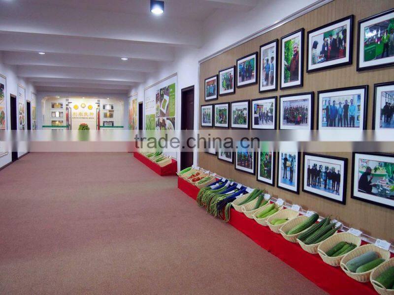 Zucchini seeds new variety f1 seeds