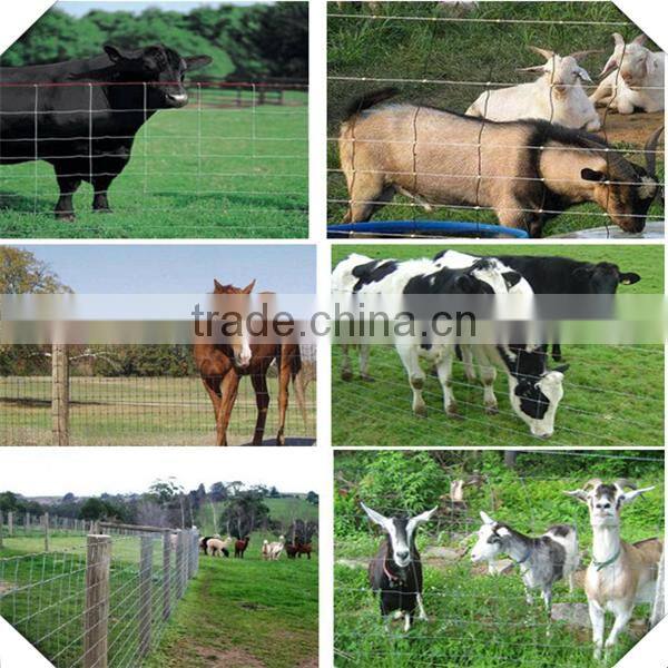 high quality galvanized field fence for sale / sheep fence / galvanized fiedl fence for sale