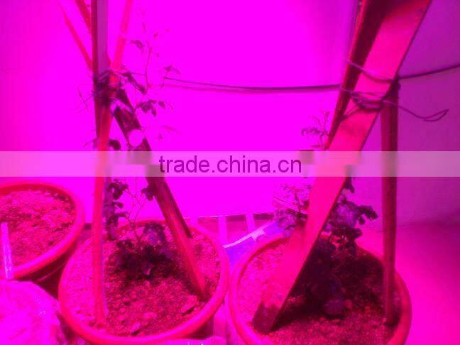 Wholesale led grow light for potatoes/tomatoes/cucumbers