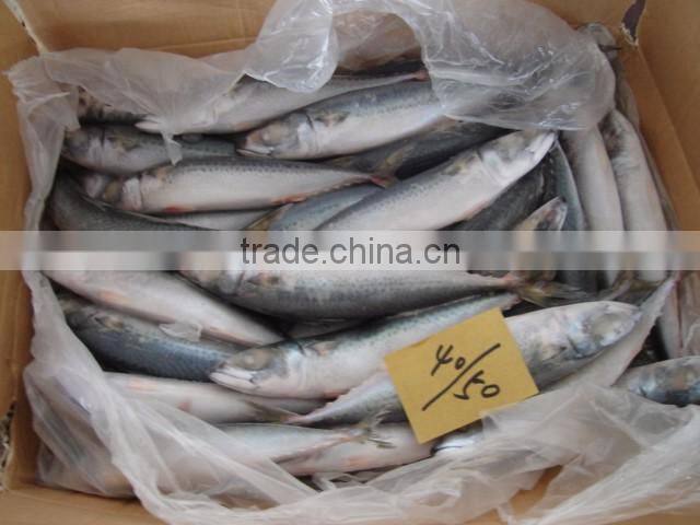 Fish Pacific Mackerel