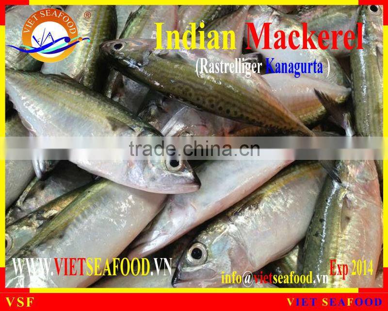 FROZEN INDIAN MACKEREL
