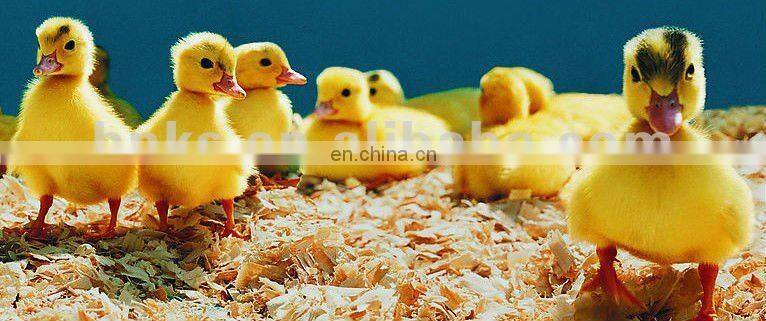 High hatching rate ostrich egg incubator Chicken Bird Duck Turkey Quail Goose egg incubator