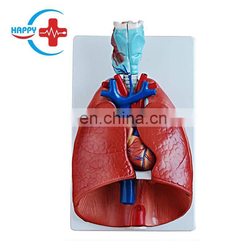 HC-S262 Professional Anatomical Teaching Organ Model Medical School Human Larynx Heart and Lung Model