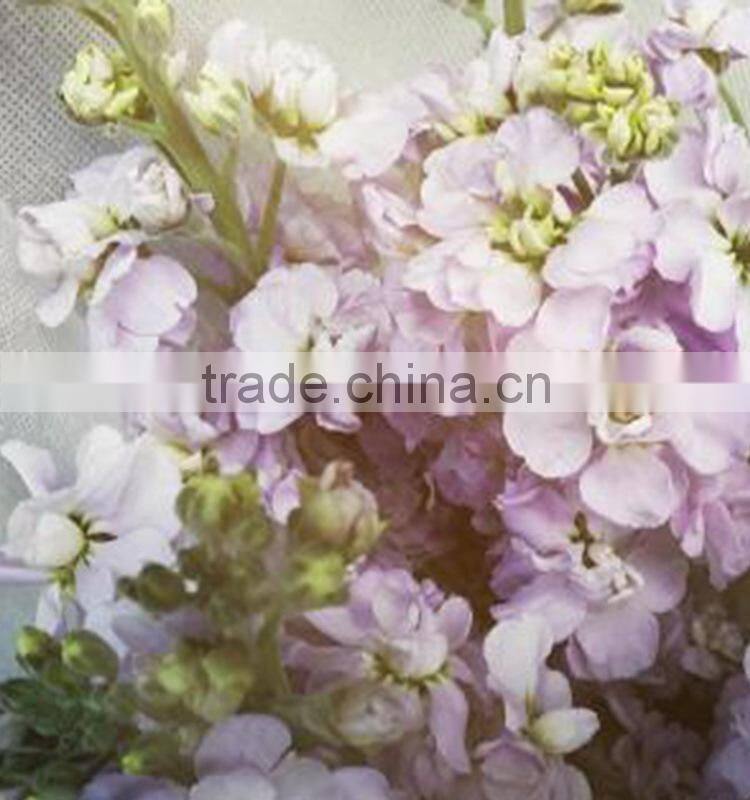 Alibaba china hot-sale cut fresh pink and violet cotton bakers twine
