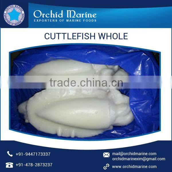 2016 Stock Frozen Whole Cleaned Cuttlefish Exporter / Seller / Supplier