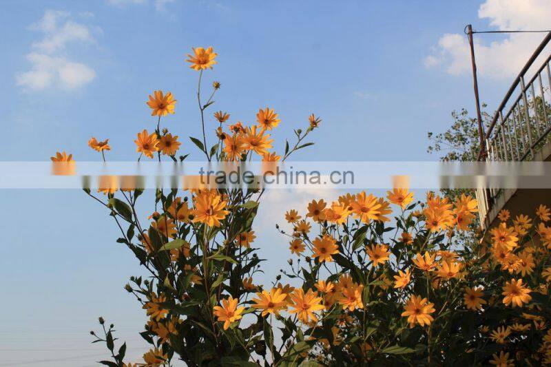 high quality uncoated cup base paper for paper plate raw material