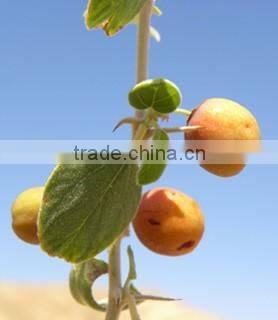 Honey from India / Mustard Honey / Ber Honey / Multi Flora Honey