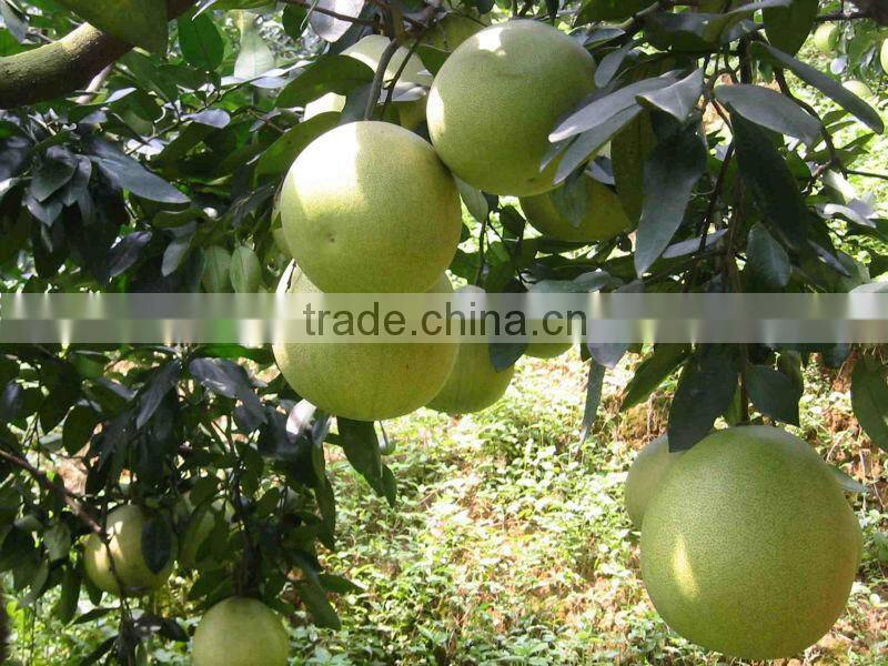 Guanxi fresh pomelo