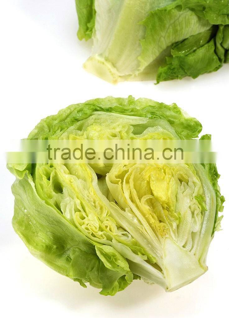 Hot sale Fresh lettuce/Green lettuce/iceberg lettuce