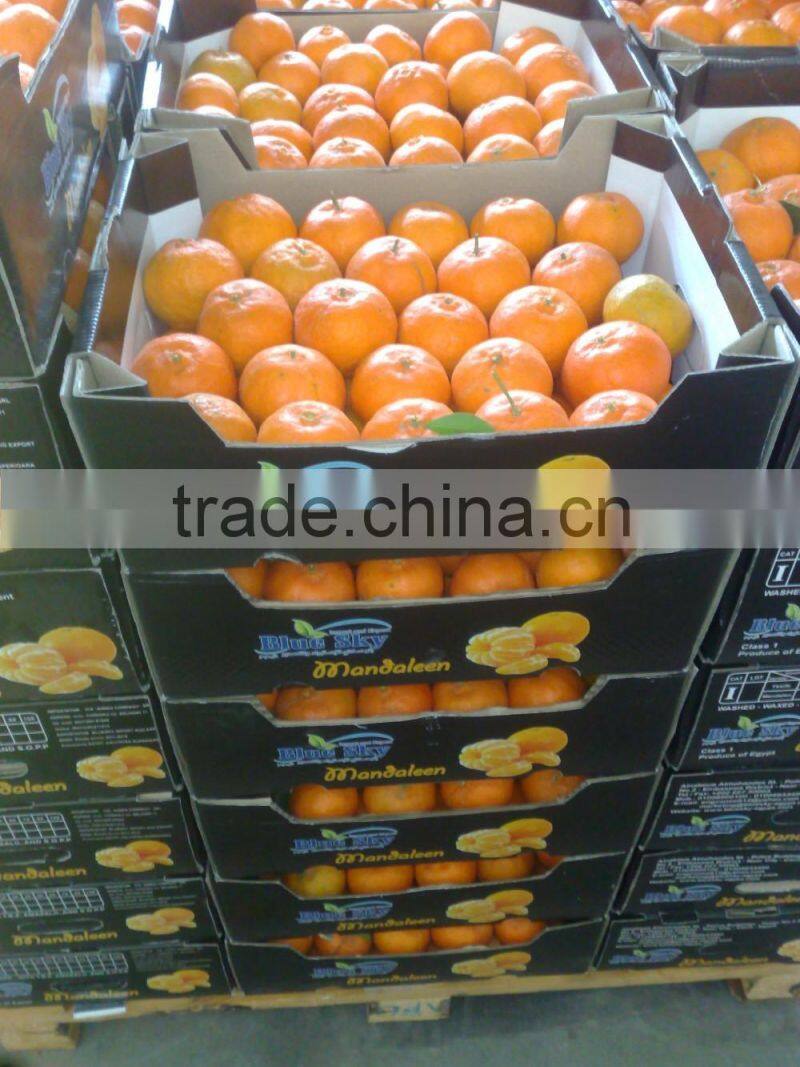 Fresh Mandarin ( Calamantine ) From Egypt