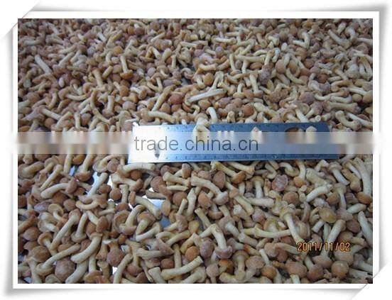 high cost performance/cheap food supplier/ china health food mushroom