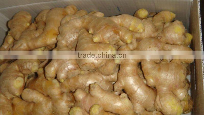 Fresh mature ginger