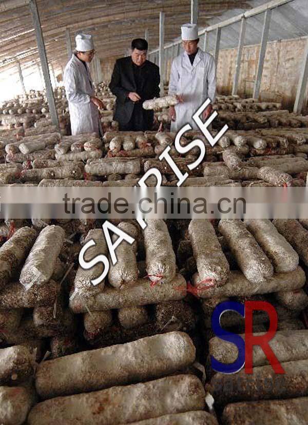 Hot sale from China professional manufacturer shiitake mushroom log
