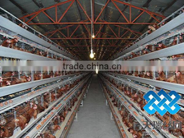 A type 3 layer poultry chicken cages