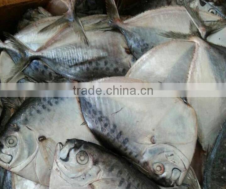 frozen moonfish 200-300g/pc whole round Mene Maculata