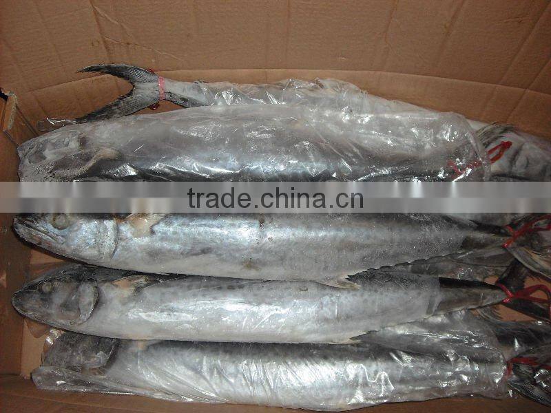 Frozen Whole Round Spanish Mackerel