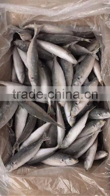 IQF frozen horse mackerel/round scad