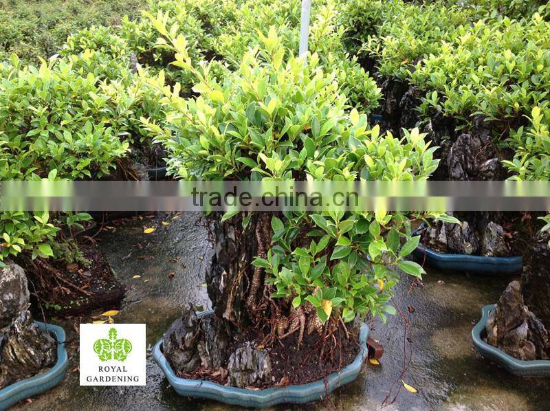 Ficus Stone Bonsai