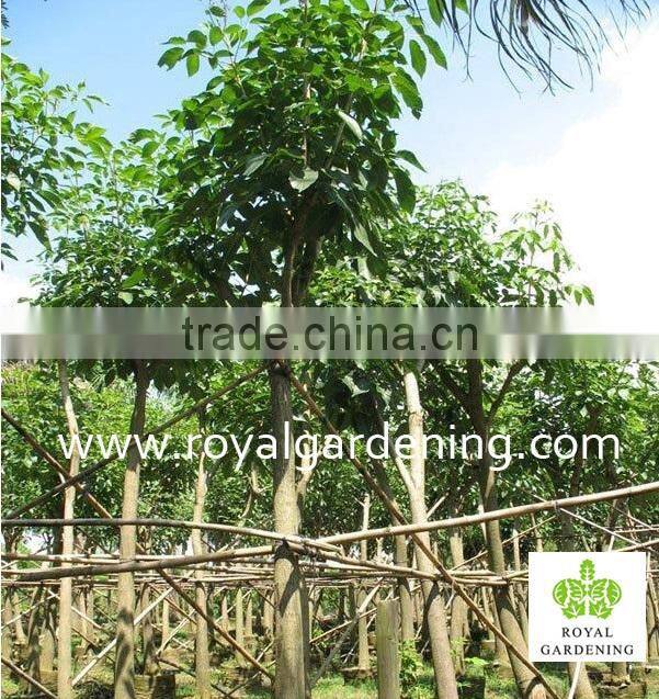 Tabebuia rosea landscaping tree pinky flower tree