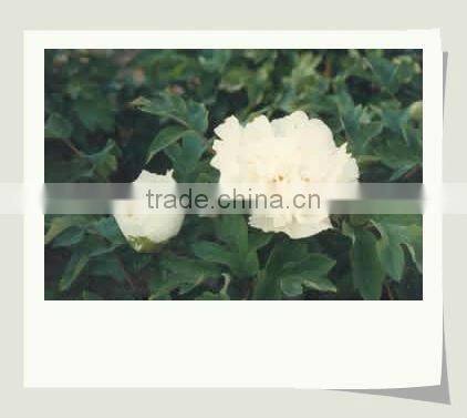 Tree Peony Plant Root