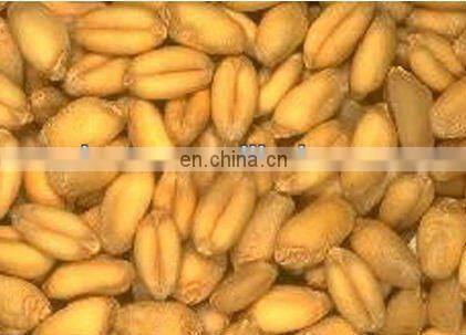 Hot Selling wheat peeling machine/wheat skin peeling machine/spelt peeling machine