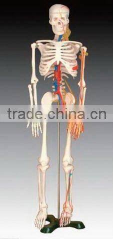 170CM Skeleton model