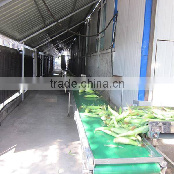Iqf Frozen Bulk Sweet Corn Kernels
