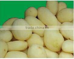 High efficient apple and potato peeler/Popular apple and potato peeler