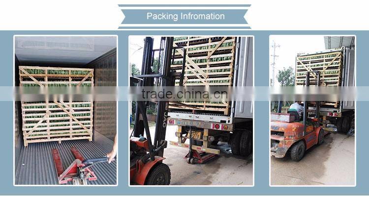 Bonsai sansevieria for living room make the air clean