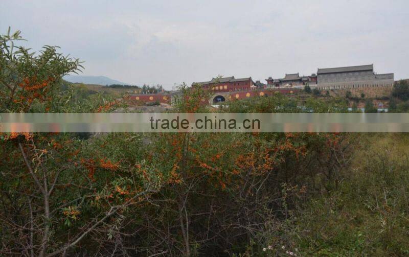 High-quality seabuckthorn fruit oil,essential oil, wild plant oil