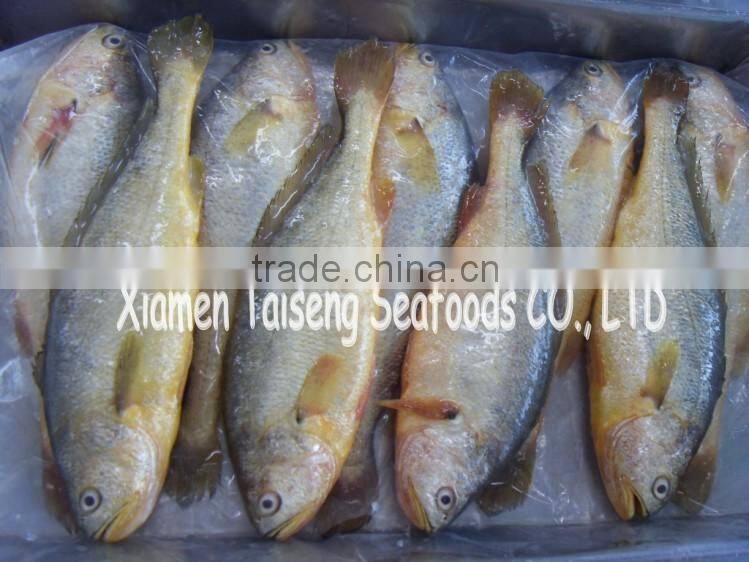 Frozen Yellow Croaker Fish Price