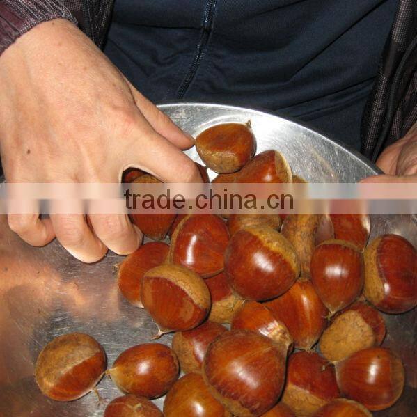 dandong city chestnuts jinhua species