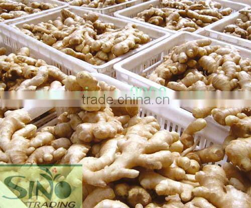 chinese young ginger 2012