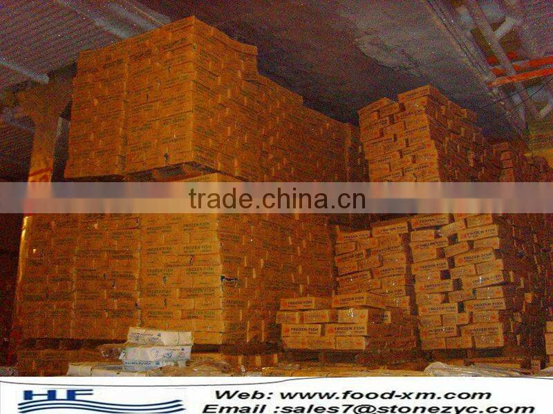 sea frozen horse mackerel whole round