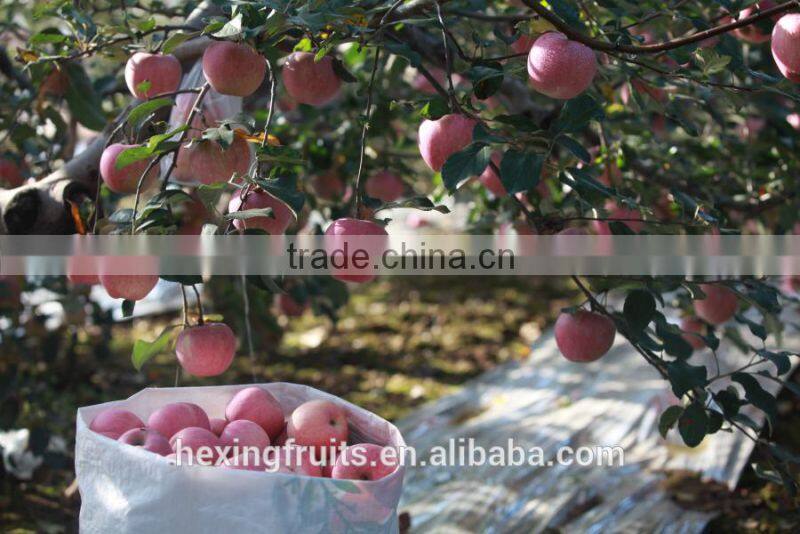 Fresh Red Shanxi Qinguan Apples Import From China