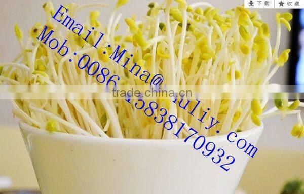 75kg per day black bean sprouts making machine