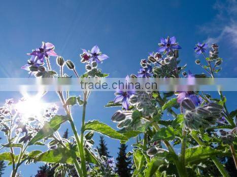 High Quality and Reasonable Price of Borage Oil